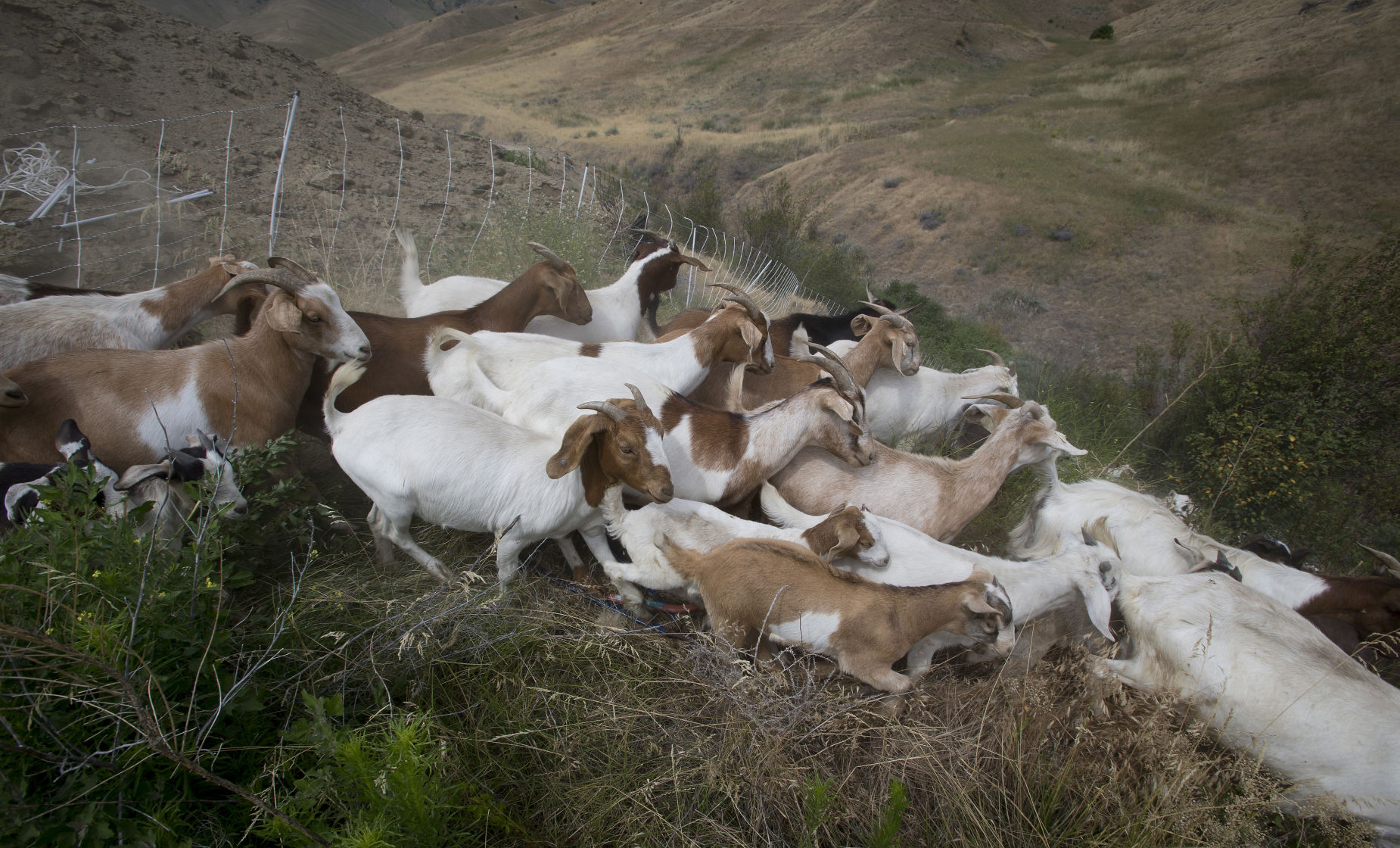 190710-newslocal-goats 04.jpg